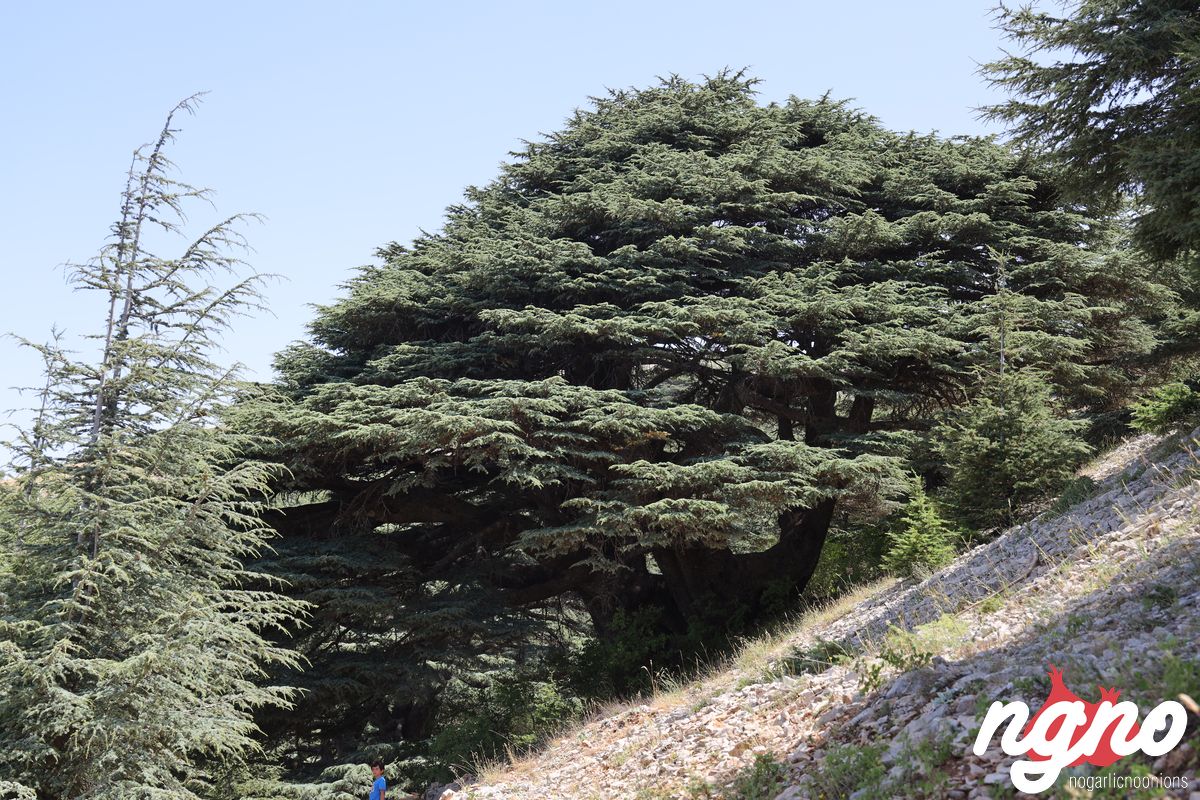 cedrus-libani-cedars-lebanon-nogarlicnoonions-492019-07-14-08-58-41