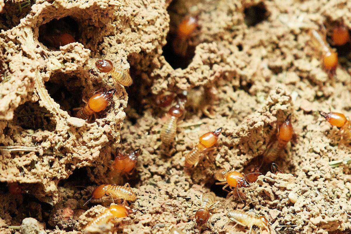How Terminix Can Help With Termite Prevention And Treatment ...