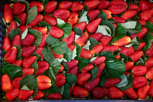 Tropical_Fruits_Liban_Fruits_Lebanon86