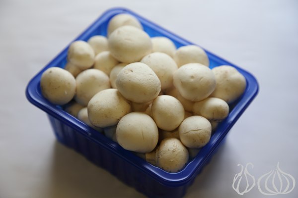 Mushrooms_Farming_Frenji_Jbeil_Lebanon097